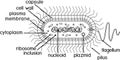 Coloring page with bacterial cell structure. Prokaryotic cell with nucleoid